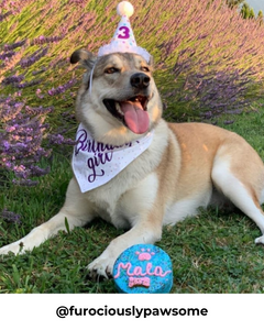 Pup-Sized Gourmet Birthday Cake